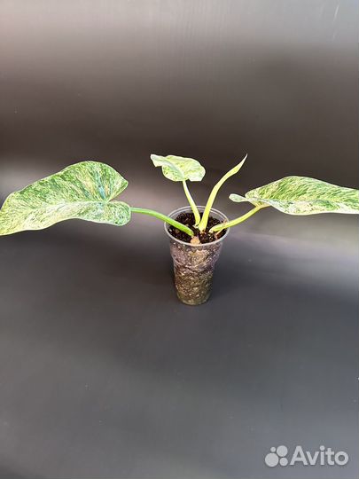 Филодендрон гигантум близзард