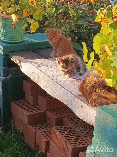 Кошка в дар