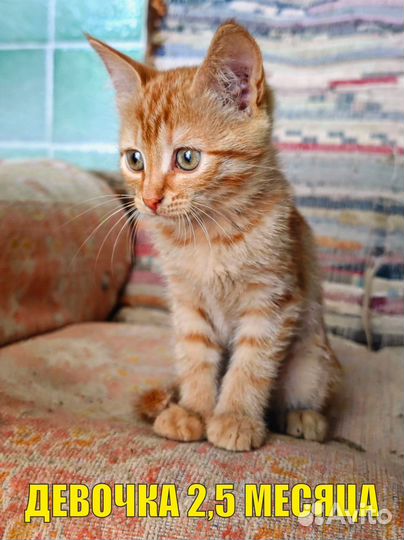 Котята вислоухие и страйт, бесплатно