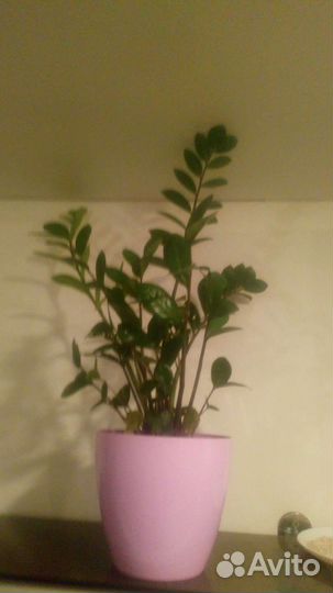 Замиокулькас