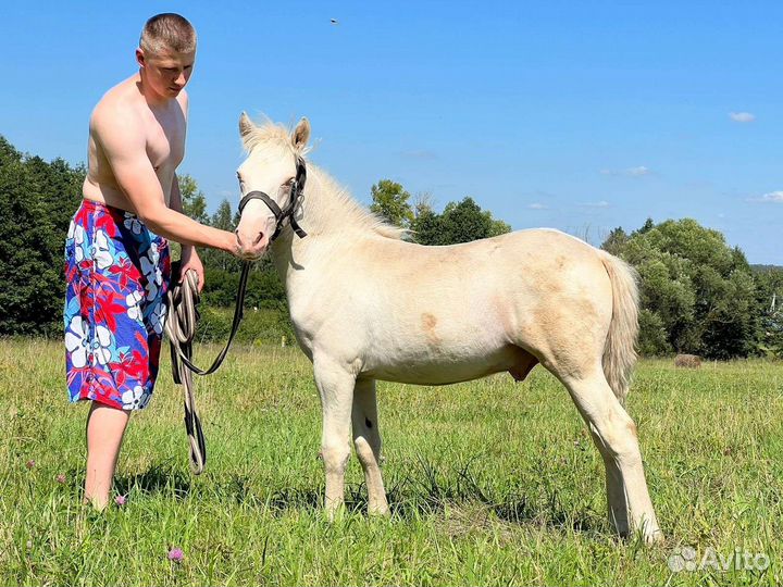Пони и пони класс жеребчики обмен/продажа