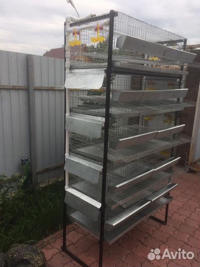 Перепела, инкубационное яйцо, пищевое яйцо, мясо