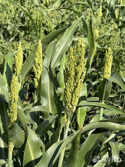 Сорго, Корм для животных