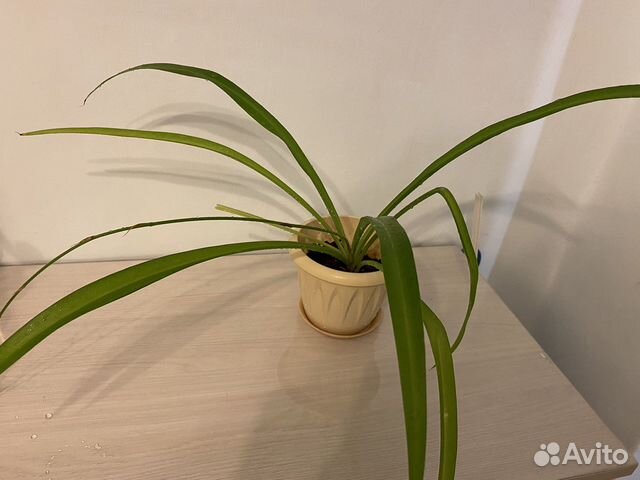 Хлорофитум