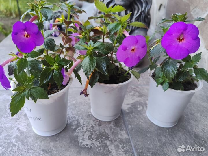Ахименес crozy purple