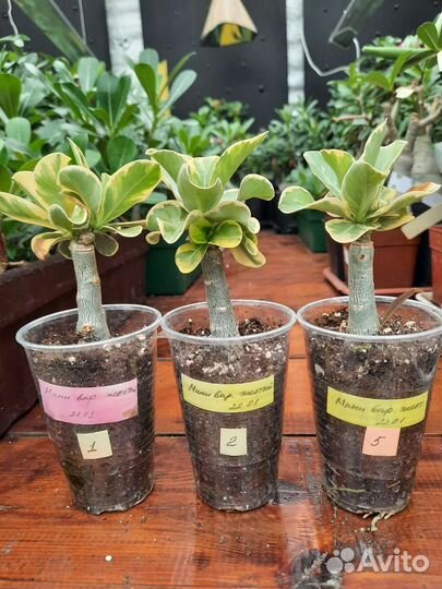 Мини адениум махровый, вариегатный