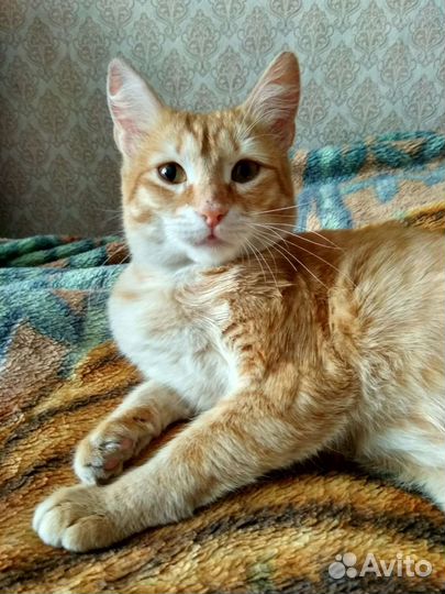Молодой кастрированый котик