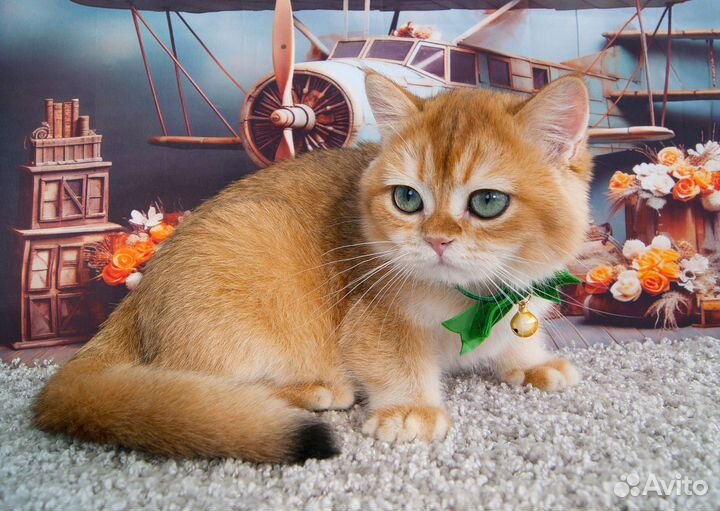 Британский котенок ny12