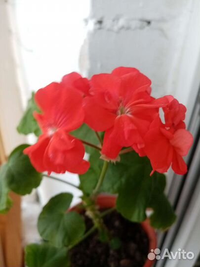 Герани и фуксии разные