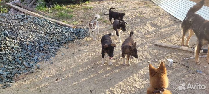 Щенки бесплатно