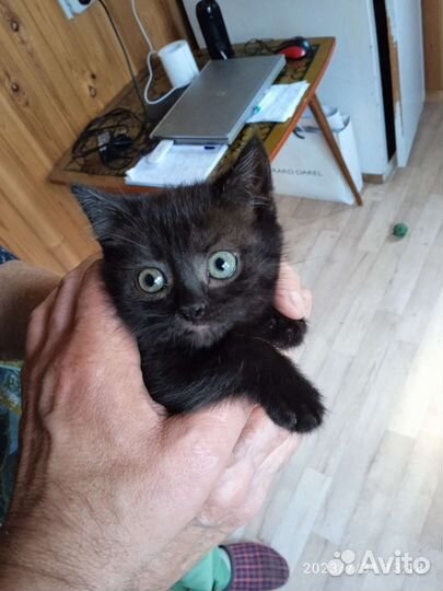 Пушистый котёнок в дар