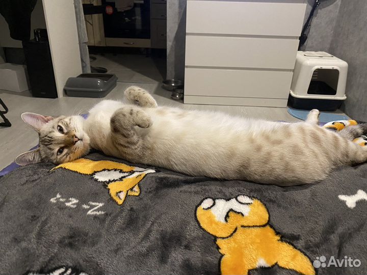 Бенгальская кошечка ищет жениха