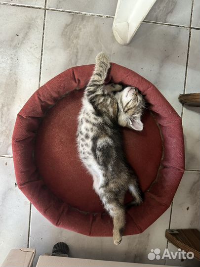 Котята отдам бесплатно