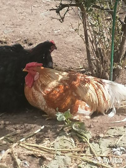 Породистый петух