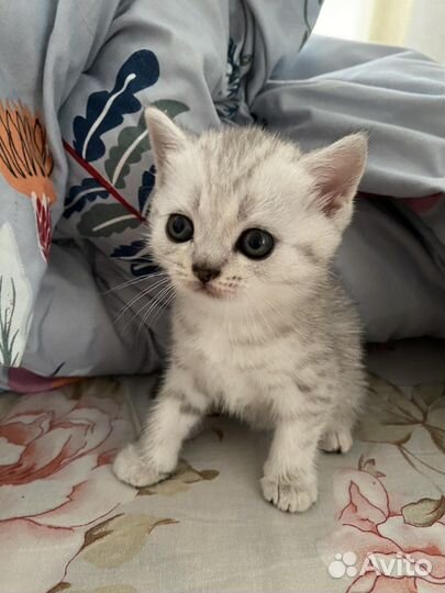 Британские котята
