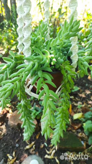 Суккулент Седум Моргана