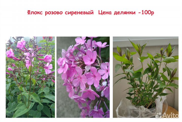Садовые многолетники