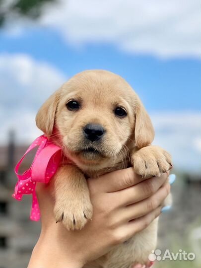 Щенки лабрадора РКФ