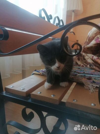 Котята прекрасные