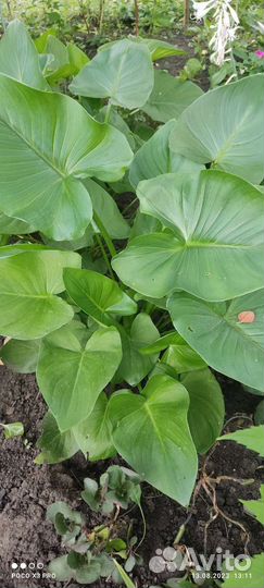 Каллы комнатные