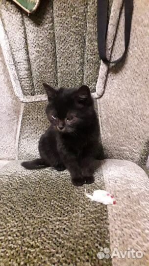 Котик в добрые руки