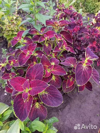 Колеусы сортовые