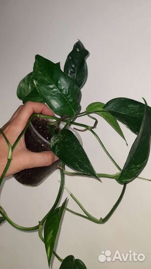 Сциндапсус, эпипремнум