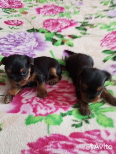 Щенки Йорки