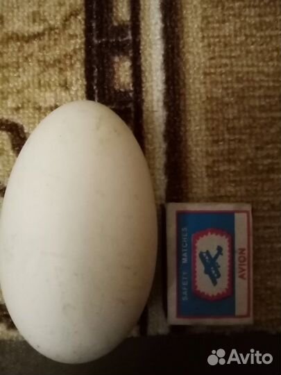Инкубационное яйцо гусей