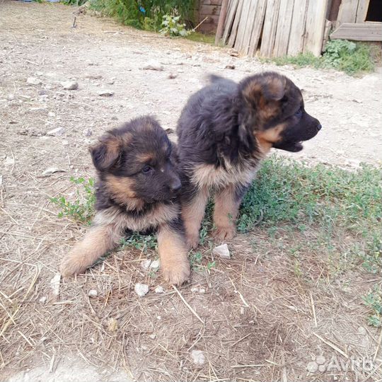 Щенки немецкой овчарки