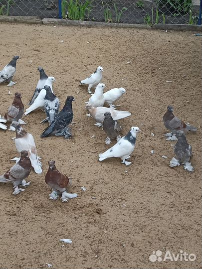 Ленинаканские голуби