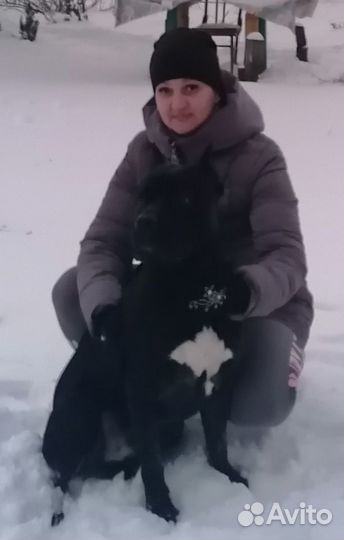 Кане Корсо вязка