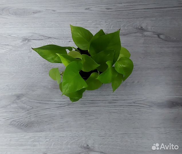 Эпипремнум неон