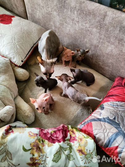 Канадский сфинкс