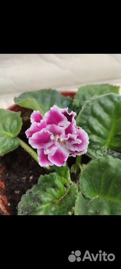 Фиалка по Королеву привезу