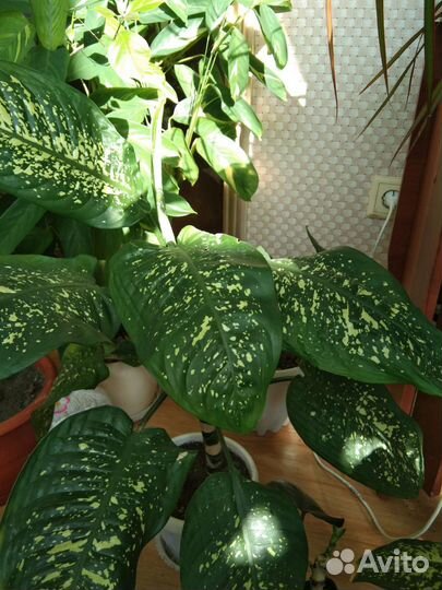 Диффенбахия