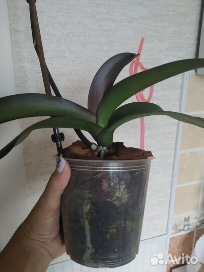 Орхидея фаленопсис