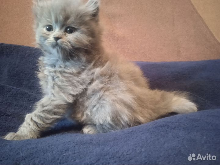 Персидские котята