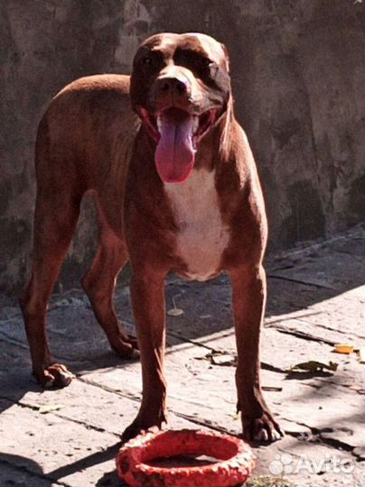 Питбуль вязка