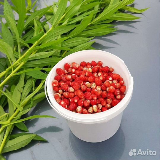 Ягода земляника