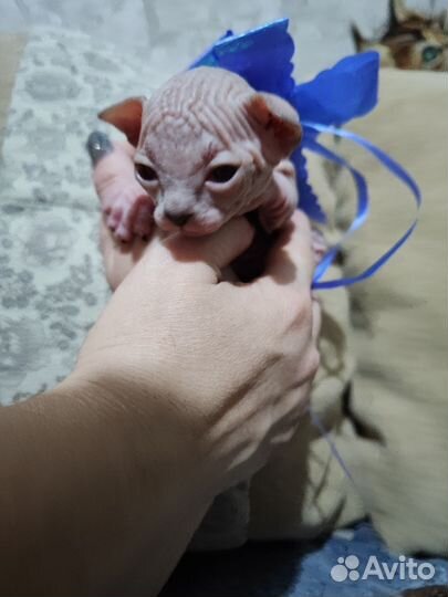 Канадский сфинкс котенок