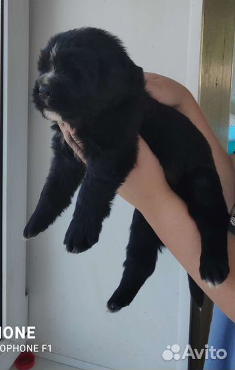 Ньюфаундленд