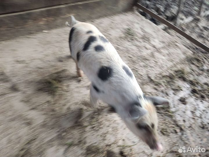 Поросята Дюрок