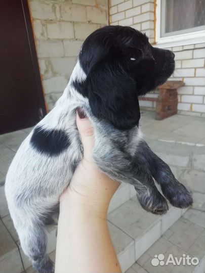 Щенки русского охотничьего спаниеля