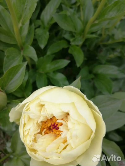 Пион Lemon Chiffon (Лемон Шифон)