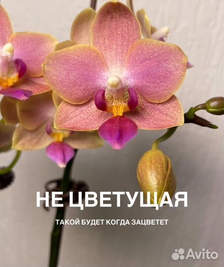 Ароматные Кантри, Ламбада, Любовное зелье