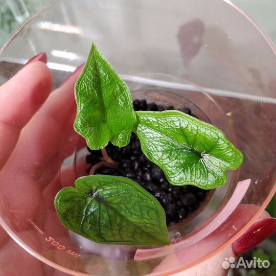 Алоказия жаклин