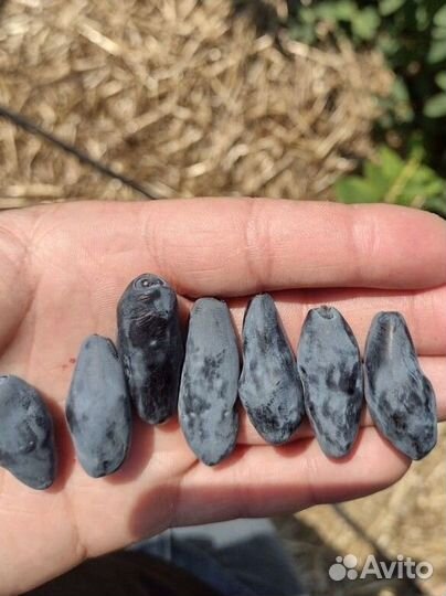 Жимолость канадских сортов