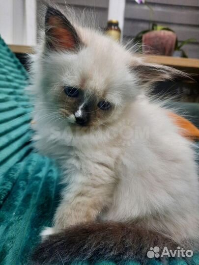 Невская маскарадная