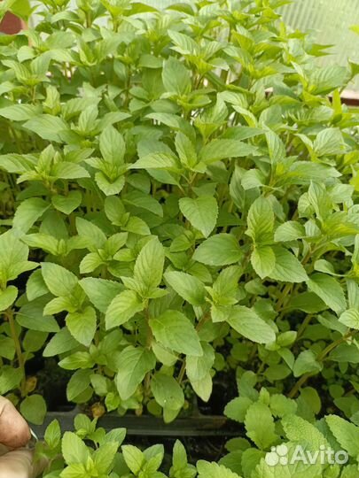 Мята с экзотическим ароматом фруктов